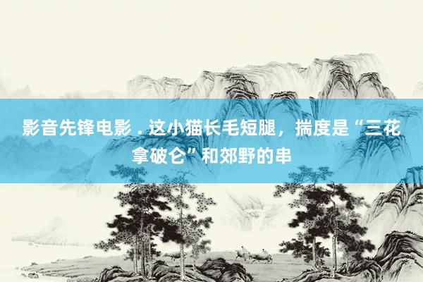 影音先锋电影 . 这小猫长毛短腿，揣度是“三花拿破仑”和郊野的串